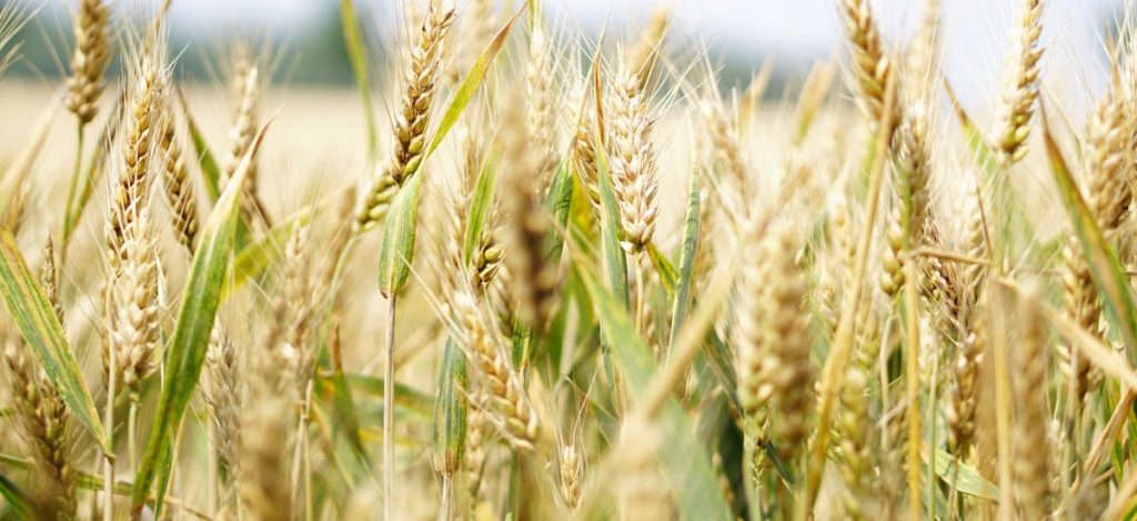 Wheat field