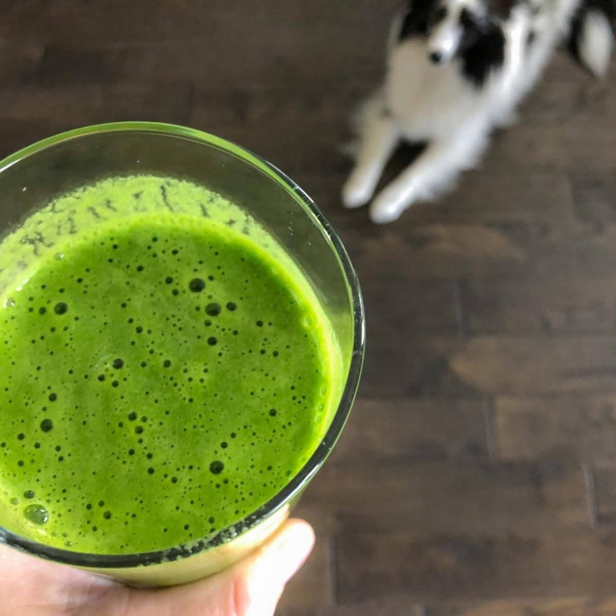green smoothie in a glass with a cute puppy in the background. 